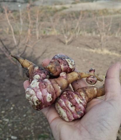 Organik Yer Elması (1Kg)