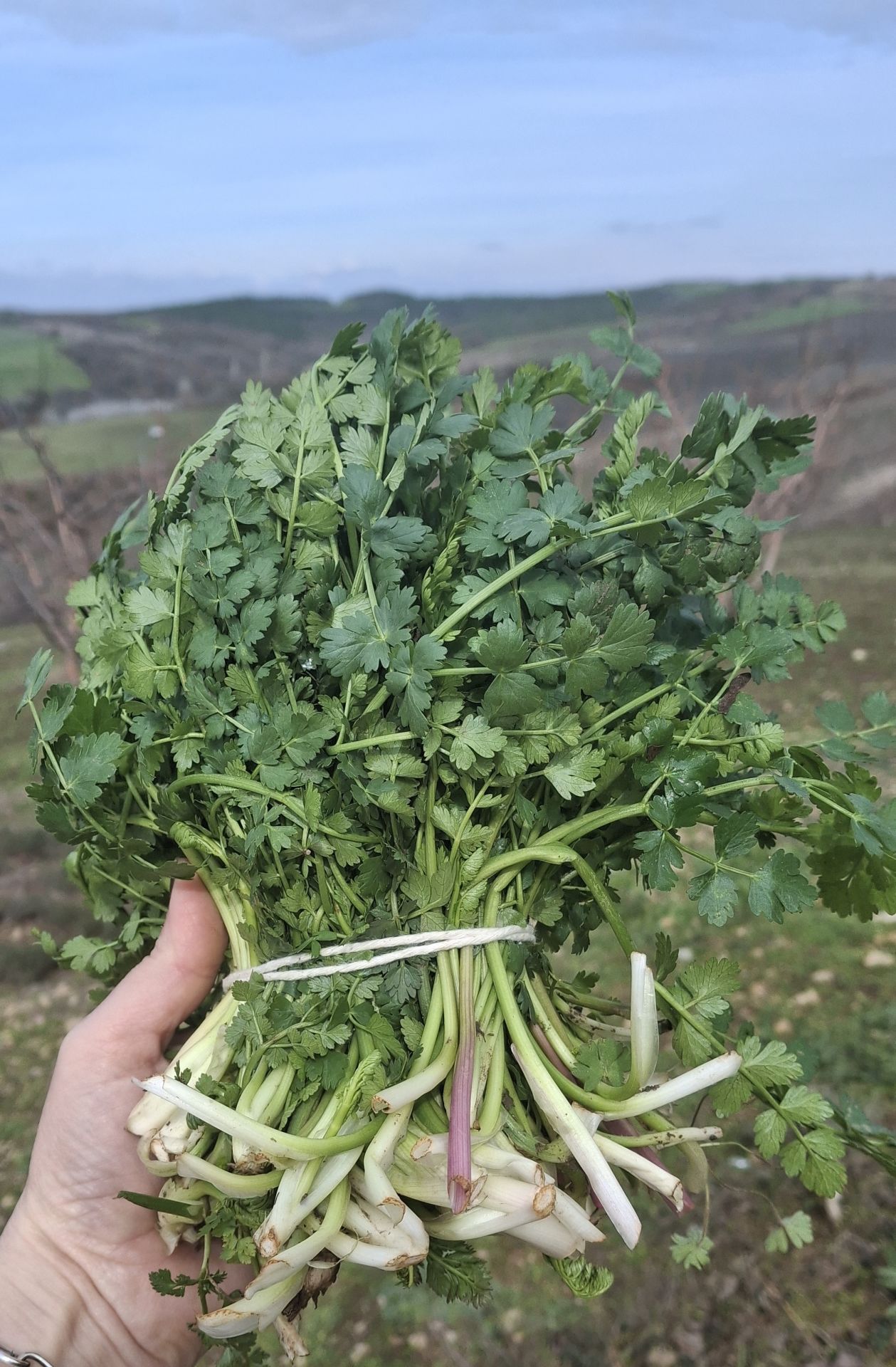 Kazayağı Otu  (250gr)