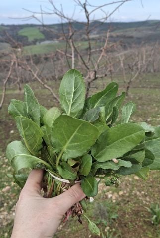 Kuzu Kulağı Demet (Ekşi Ot)