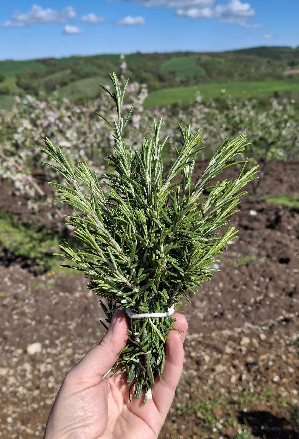 Taze Biberiye (Demet)