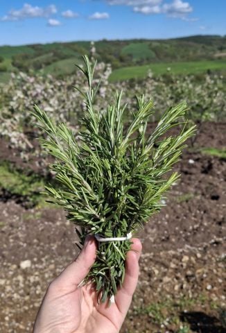 Taze Biberiye (Demet)