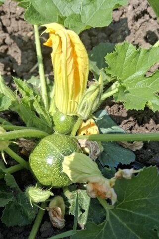 Organik Girit Kabak (500gr)