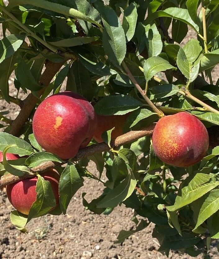 Organik Nektarin (500gr)