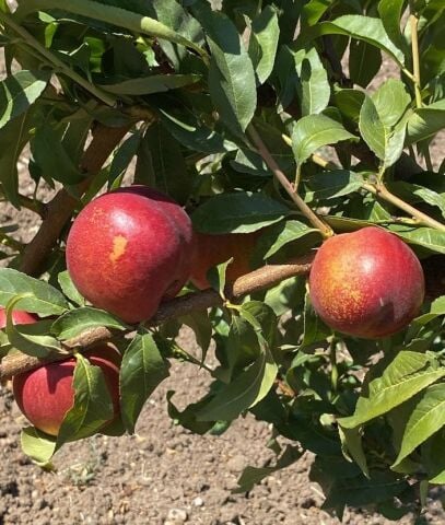 Organik Nektarin (500gr)