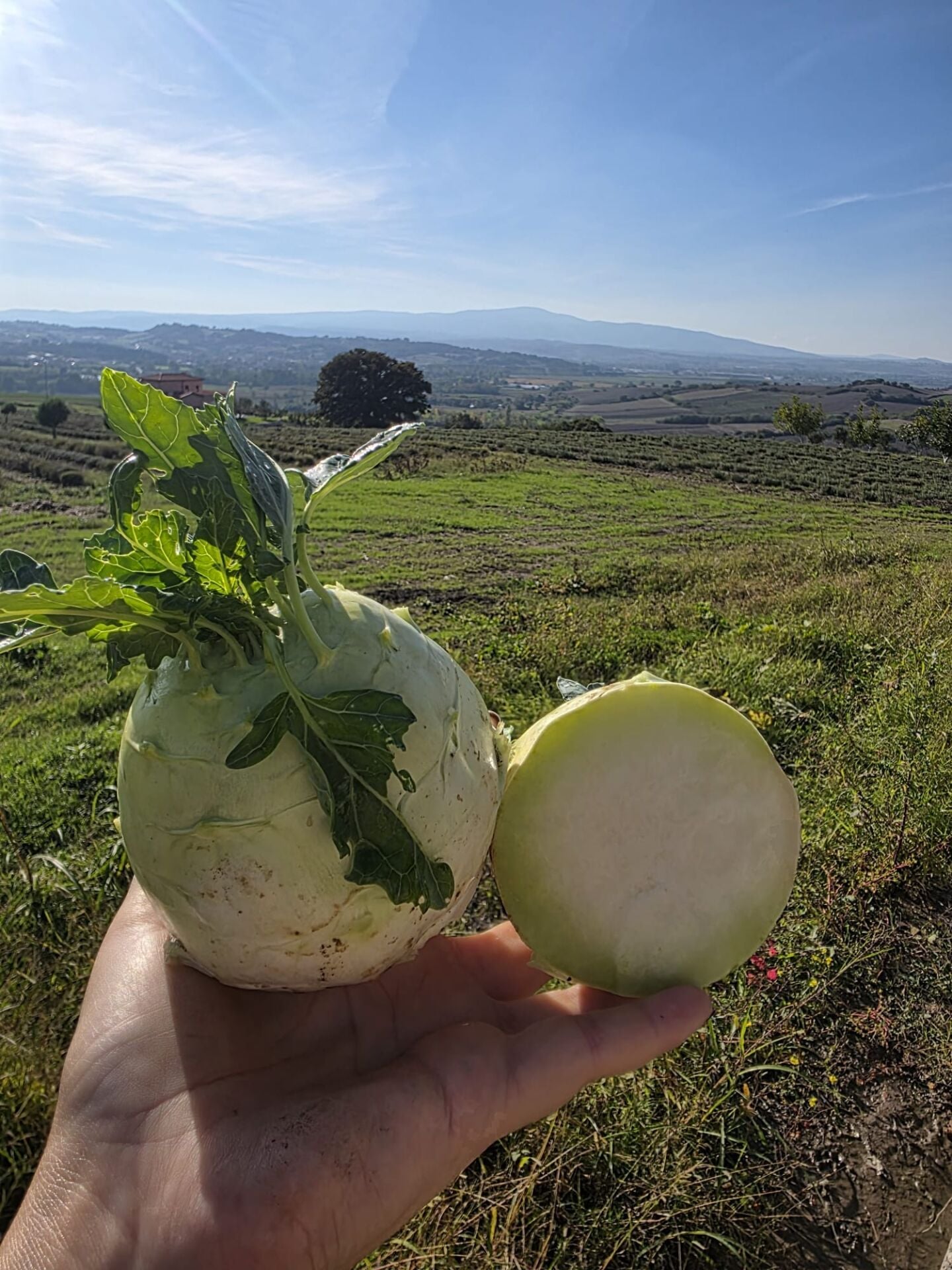 Organik Alabaş  (1kg)