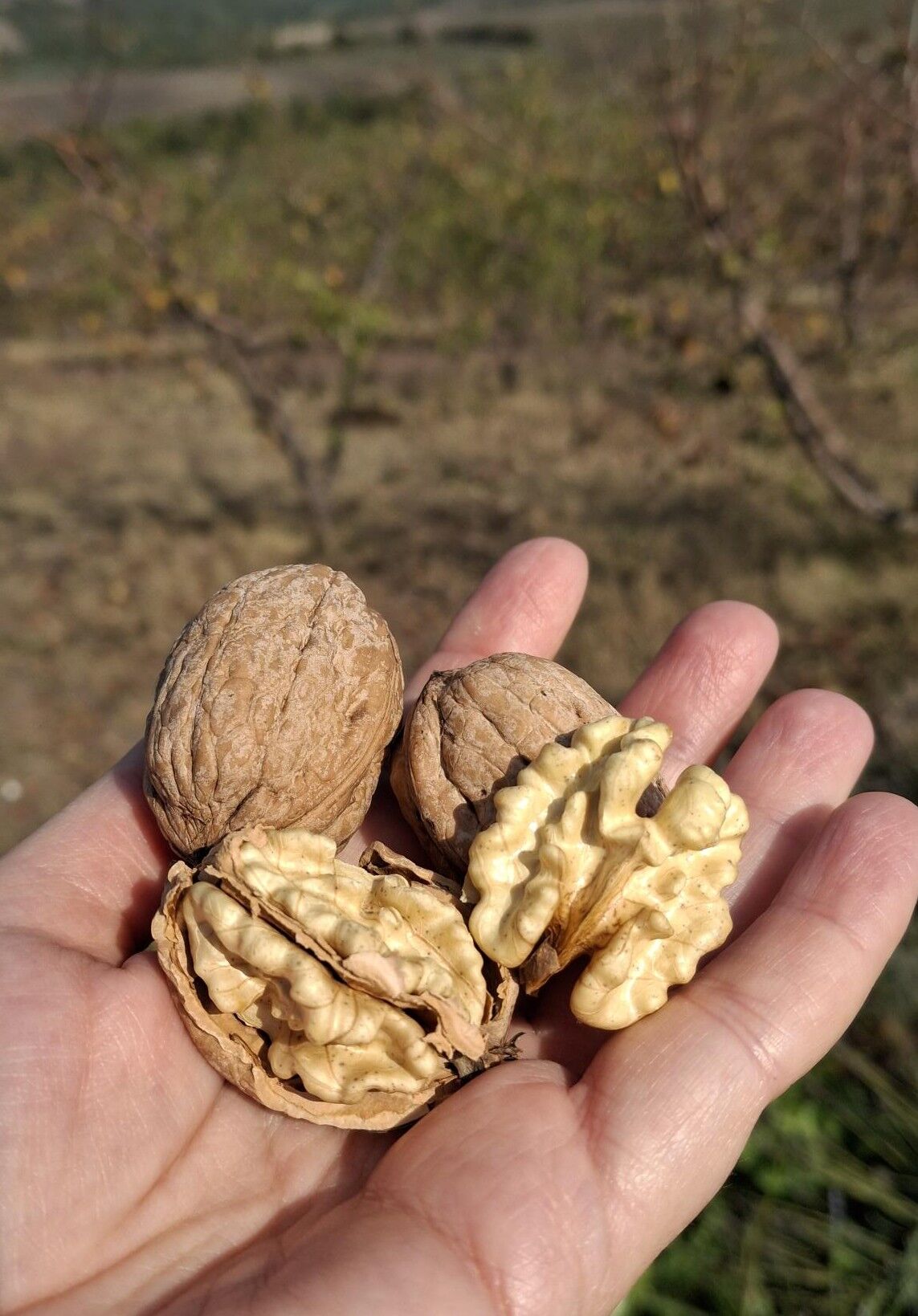 Organik Ceviz -  (1 kg)