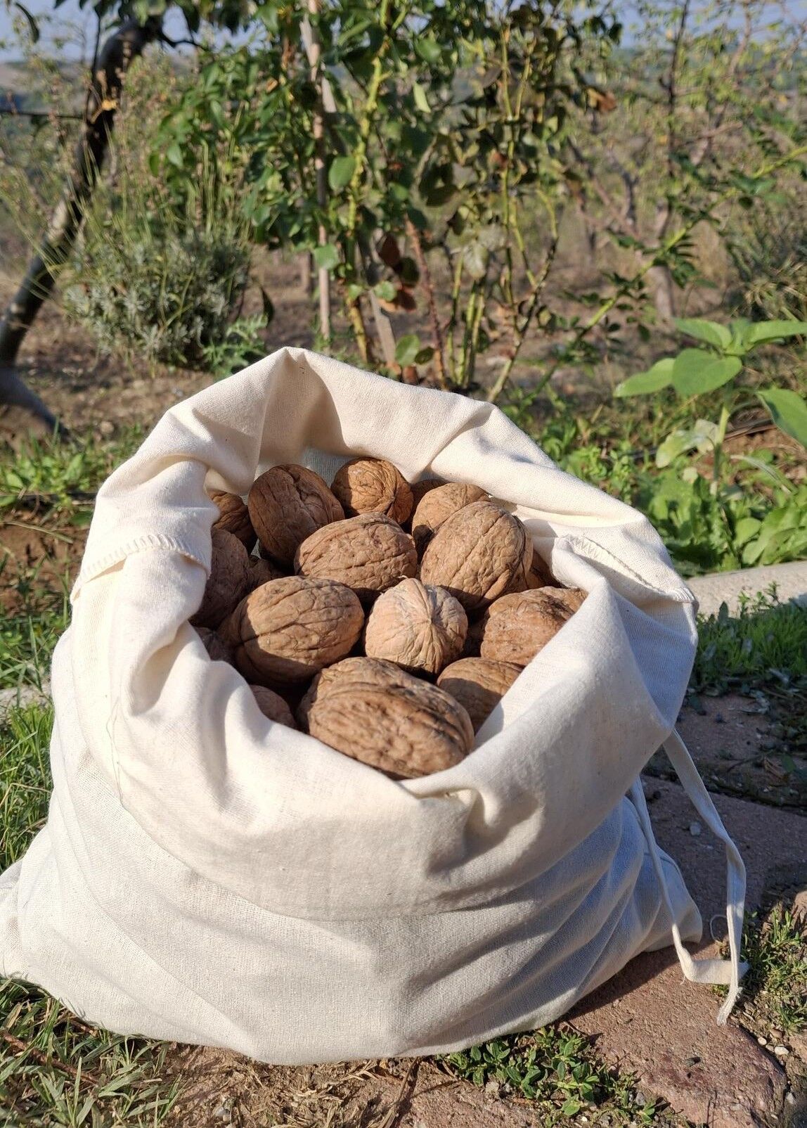 Organik Ceviz - (2,5  kg)