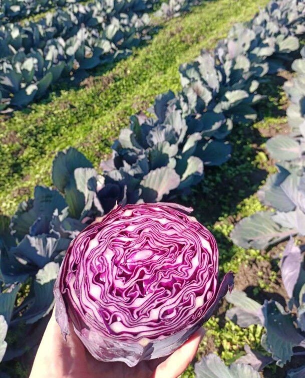 Organik Kırmızı Lahana (1-1,5 kg)