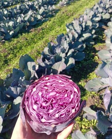 Organik Kırmızı Lahana (1-1,5 kg)