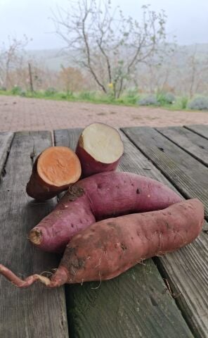 Tatlı Patates Kırmızı ve Turuncu Karışık (1Kg)