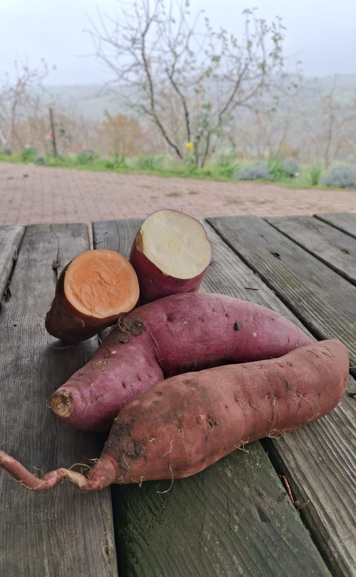 Tatlı Patates Kırmızı ve Turuncu Karışık (2Kg)