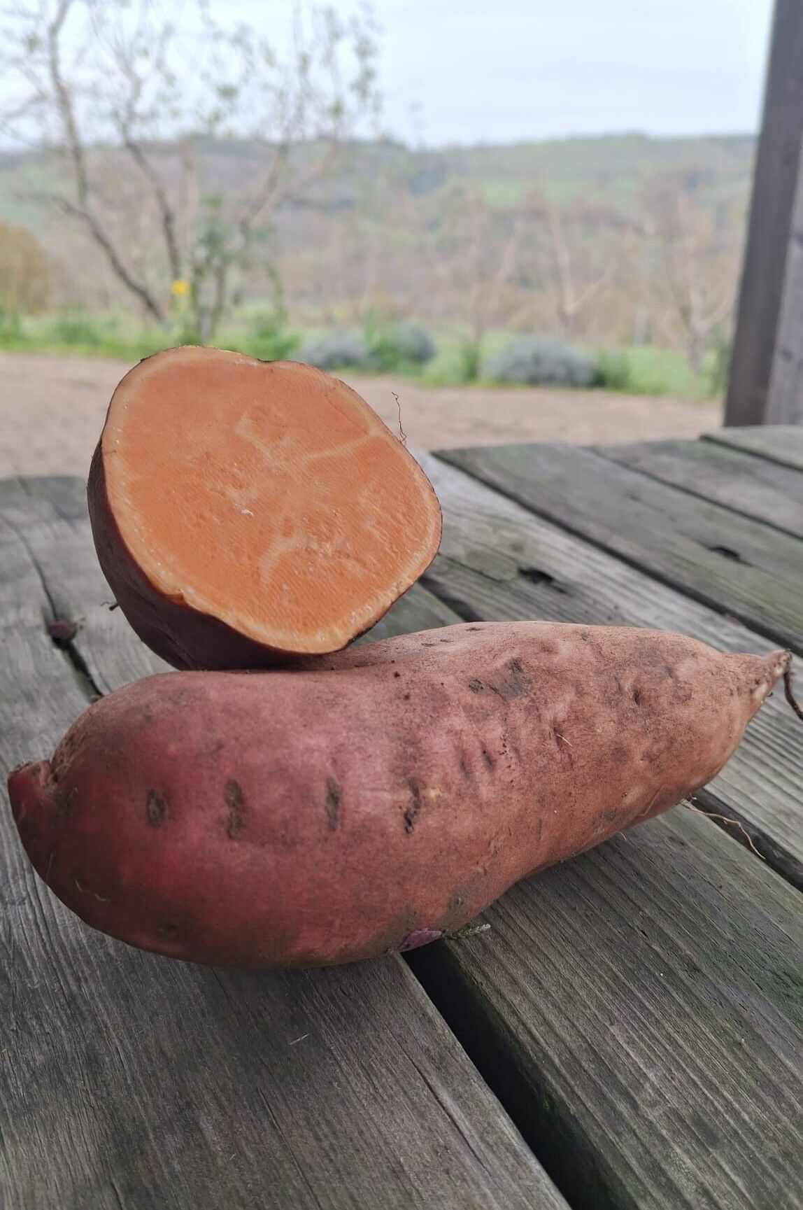 Tatlı Patates Turuncu (1Kg)
